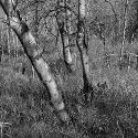 Near Trail Creek, Gallatin County, Montana; Digital Photograph 