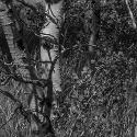 Near Spanish Creek, Gallatin County, Montana; Digital Photograph
