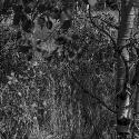 Near Spanish Creek, Gallatin County, Montana; Digital Photograph