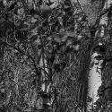 Near Spanish Creek, Gallatin County, Montana; Digital Photograph