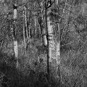 Near Trail Creek, Gallatin County, Montana; Digital Photograph 
