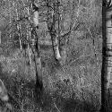 Near Trail Creek, Gallatin County, Montana; Digital Photograph 