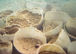Underwater close-up of small clustered white wax cups filled with slaked clay.